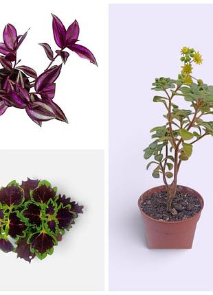 Кімнатні рослини 3 шт: зебрина, колеус, аіхризон (дерево кохання) – tradescantia, aichryson, coleus