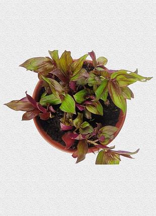 Tradescantia zebrina 'purpusii’, 'flame dance’ традесканція зебрина тайська, червоніючакімнатна рослина в підвісному горщику