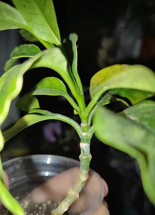 Хойя мультифлора вариегата (hoya multiflora variegata) 2