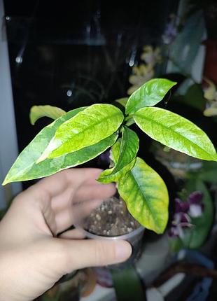 Хойя мультифлора вариегата (hoya multiflora variegata)