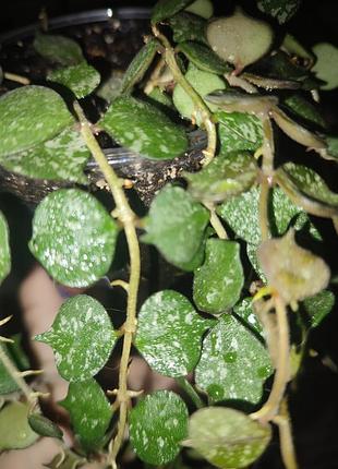 Хойя куртісі доросла (hoya curtisii) 4