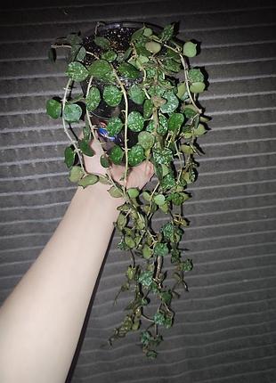 Хойя куртиси взрослая (hoya curtisii)