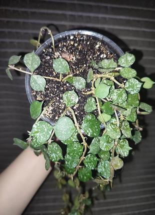 Хойя куртісі доросла (hoya curtisii) 2