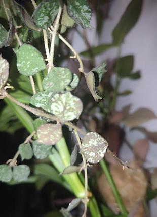 Хойя куртісі доросла (hoya curtisii) 3