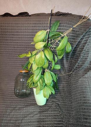 Огромная hoya incrassata