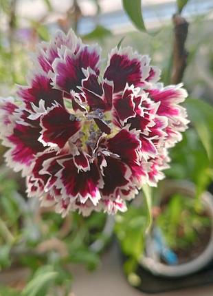 Гвоздика китайская кьянти (dianthus chinensis chianti)
