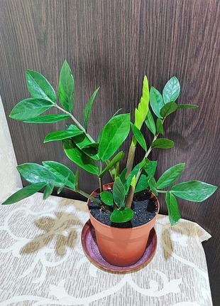 Замиокулькас замиелистный (zamioculcas zamiifolia)