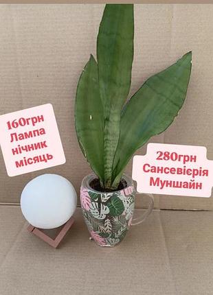 Лампа ночник месяц на батарейках от sinsay