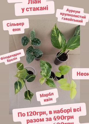 Ароїдні ліани верхівки на кілька вузлів від 120грн або набором від 4шт по 100грн епіпремнум сциндапсус філодендрон варієгатні сортові рослини