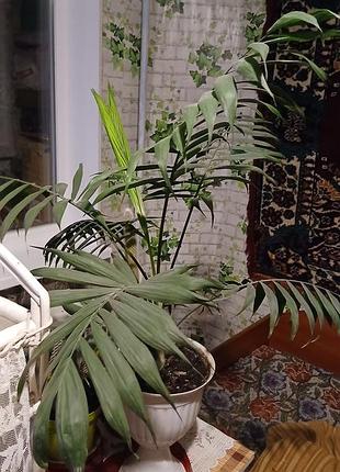 Пальма хламодарея вазон 4