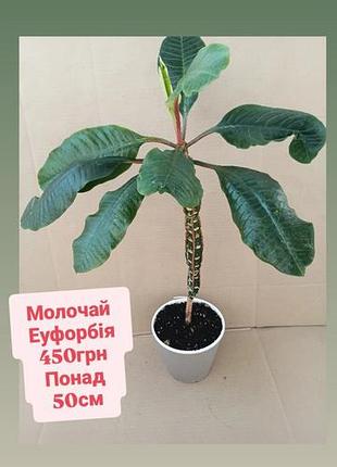 Молочай еуфорбія сукулент понад 50см