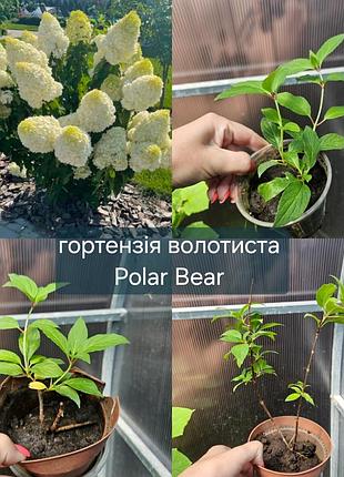 Гортензия метельчатая белого цвета сорт polar bear