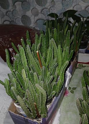 Кактус фикус вазон 2