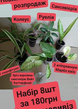 Тільки тернопіль, розпродаж, новий набір рослин, 2 епіпремнуми марбл квін, сансевієрія, руелія, колеус, сингоніум вайт баттерфлай, хлорофітум,
