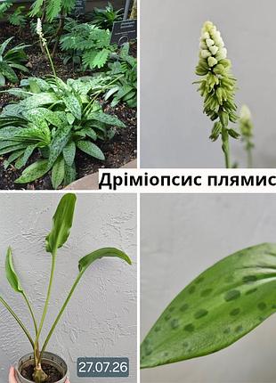 Дримиопсис пятнистый ледебурия черешковая сцилла