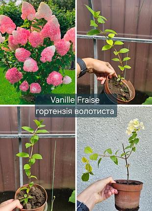 Гортензия метельчатая vanille fraise ванилла фрейз однолетние