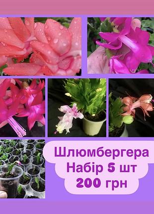 Шлюмбергера, набір вкорінених саджанців