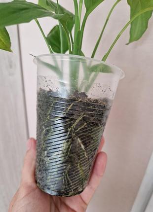 Продам спатьфилум 3