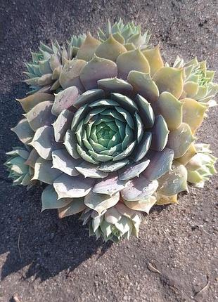 Сортовые уличные суккуленты молодило sempervivum выдерживают засухую и мороз.