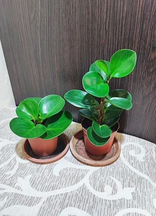 Пепперомия (peperomia obtusifolia)