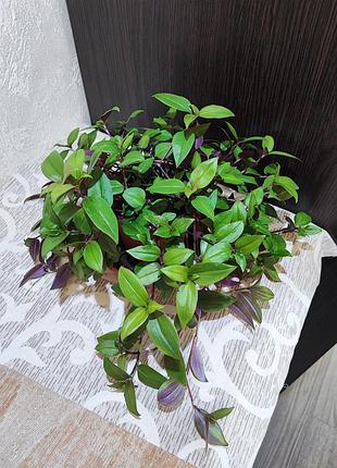 Традесканция бейби банни булли (tradescantia chrysophylla baby bunny belly’)