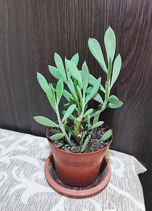 Сенецио (крестовник) фикоидес (senecio ficoides mount everest)