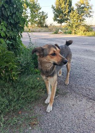 Собачка шукає сім'ю