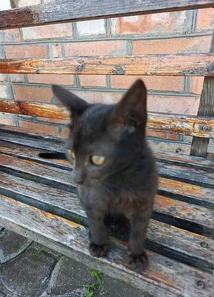Кошенята в добрі руки