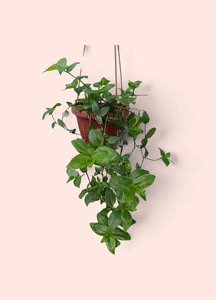 Традесканція прирічна tradescantia fluminensis, кімнатна рослина в підвісному горщику