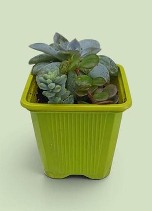 Седум, граптоверия комнатные растения 3 шт: sedum makinoi, burrito, grattoveria milkyway