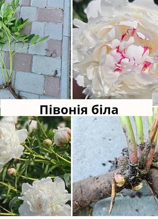 Півонія трав'янистий кущ білого кольору festiva maxima