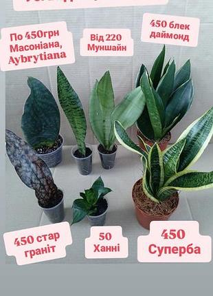 От 50грн сансвиерии сортовые сансы сансессии суккуленты, сансевиерия