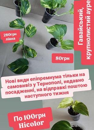 Новые виды эпипремнума сциндапсуса только самовывиз лианы ауреум гавайский крупнолистовой и hicolor