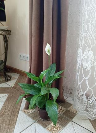 Спатифилум древесные,"женское счастье».