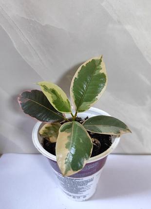 Фікус бейліз