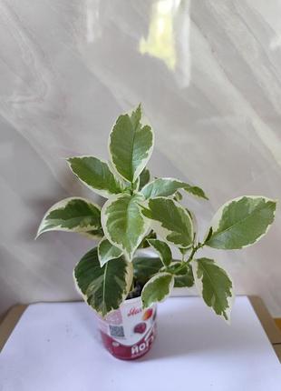 Фікус тінеке