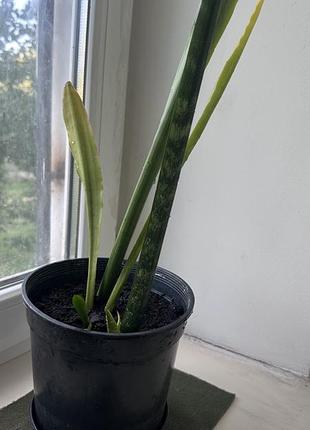Сансевієрія зейланіка (sansevieria zeylanica)