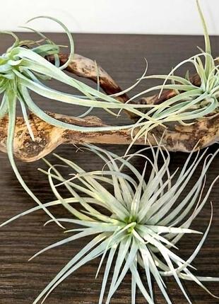 Тилландсия полианна (tillandsia pohliana)
