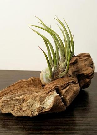 Тілландсія селеріана (tillandsia seleriana)