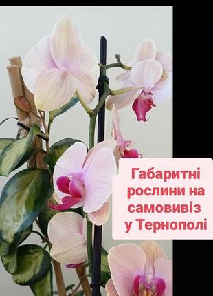 Від 180грн тільки тернопіль габаритні рослини на самовивіз папороть флебодіум антуріум орхідея хойя аустраліс ліса