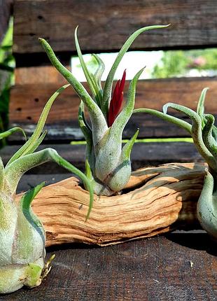 ✅tillandsia caput-medusae