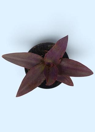 Традесканция фиолетовая tradescantia pallida, комнатное растение