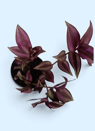Tradescantia zebrina традескация зебрина, комнатный цветок