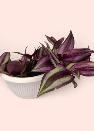Традесканція зебрина, смугаста, tradescantia zebrina, рослина в підвісному горщику
