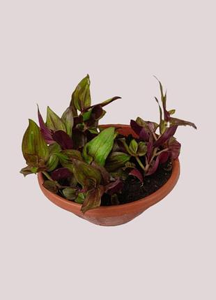 Традесканція червоніюча tradescantia zebrina 'purpusii’, 'flame dance’ традесканція зебрина тайська, рослина в підвісному горщику