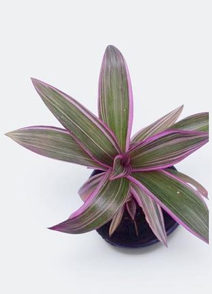 Цветок рео, традесканция покрывальчата, разноцветный, tradescantia spathacea, rhoeo