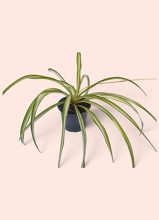 Chlorophytum comosum variegated хлорофитум чубатый вариогатный