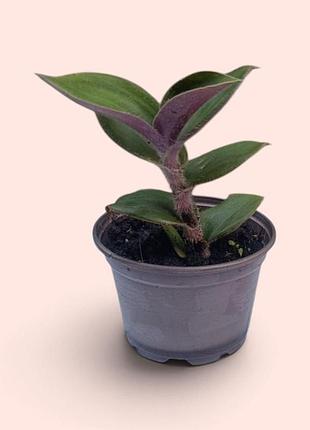 Традесканция восковидная, tradescantia cerinthoides (blossfeldiana) традескация блоссфельда