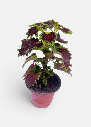 Колеус, декоративна кімнатна кропивка coleus, plectranthus scutellarioides або solenostemon