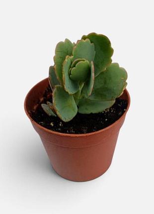 Каланхоэ федченко, бриофилум, kalanchoe fedtschenkoi, bryophyllum fedtschenkoi комнатное растение